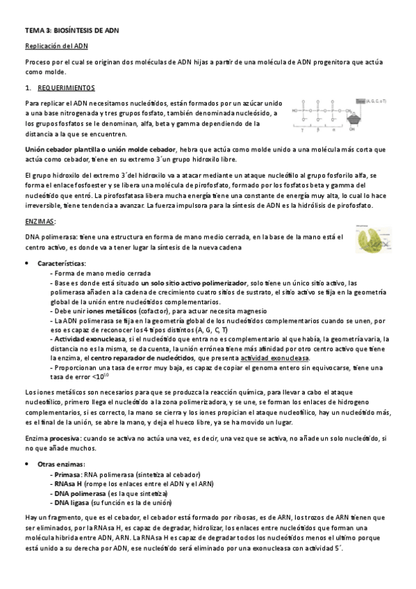 Miniatura del documento TEMA-3.-BIOSINTESIS-DE-ADN.pdf