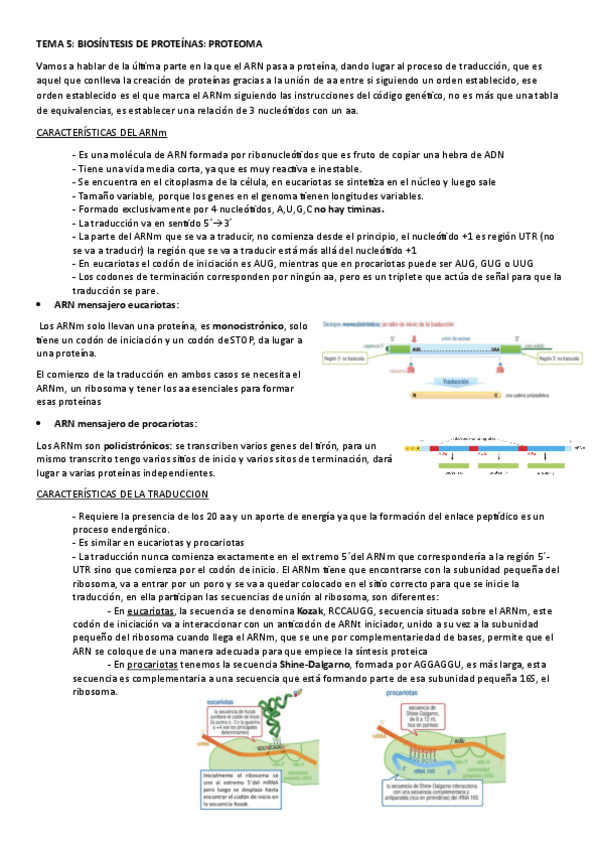 Miniatura del documento TEMA-5.-BIOSINTESIS-DE-PROTEINAS.-PROTEOMA.pdf