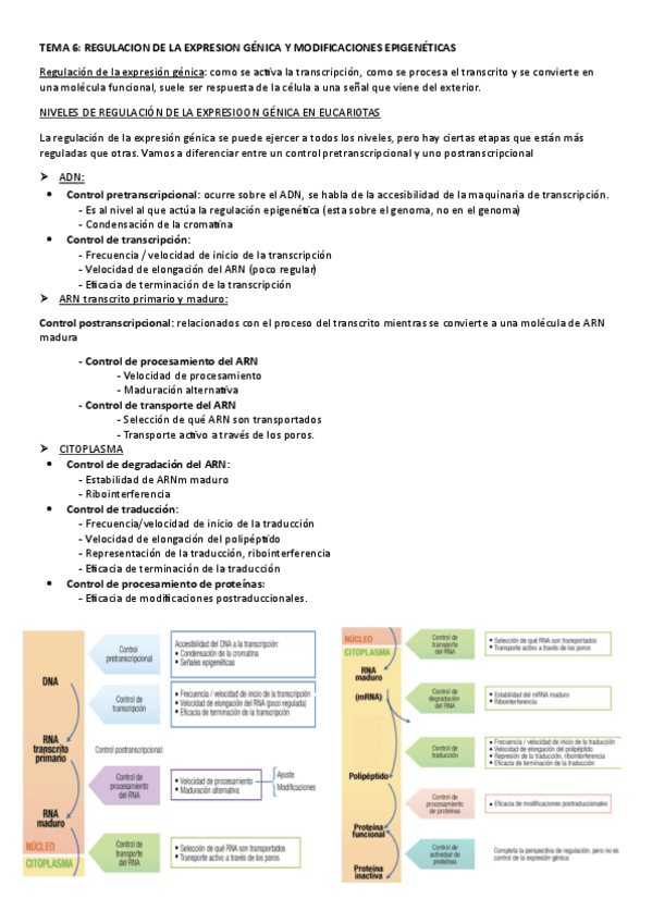 Miniatura del documento TEMA-6.-REGULACION-DE-LA-EXPRESION-GENICA-Y-MODIFICACIONES-EPIGENETICAS.pdf