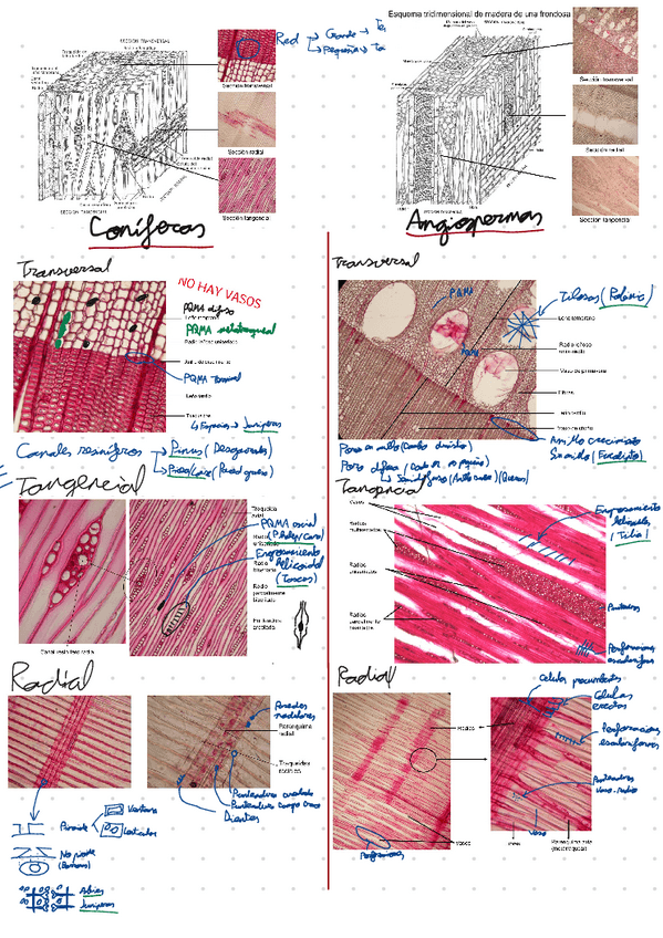 Miniatura del documento Practicas-Maderas.pdf