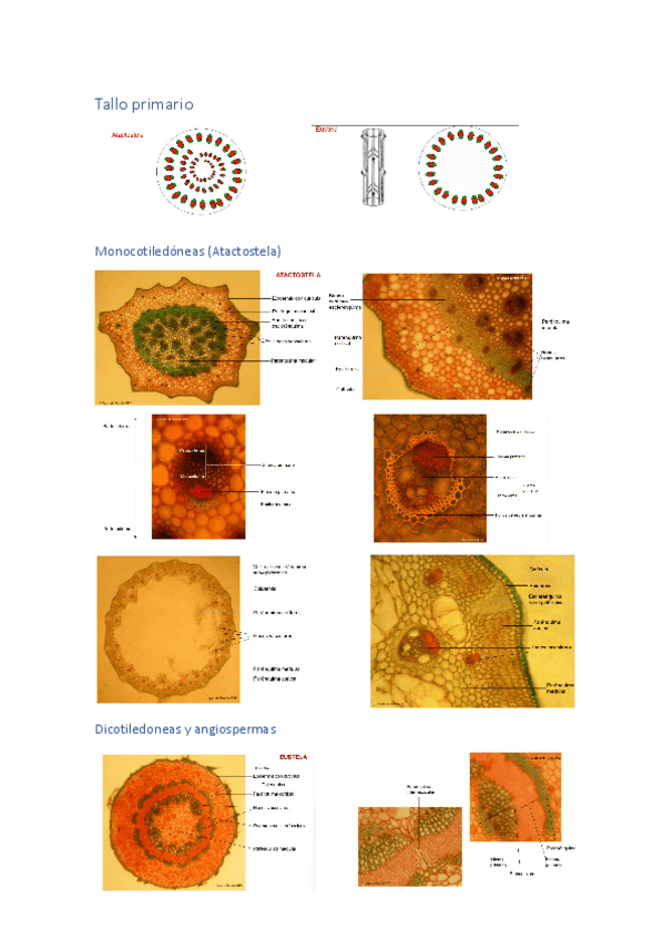 Miniatura del documento Recopilacion-Anatomia-vegetal.pdf