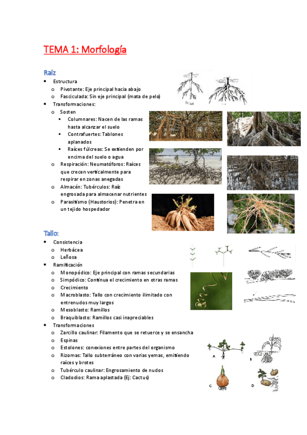 Miniatura del documento Apuntes-PARCIAL-1.pdf