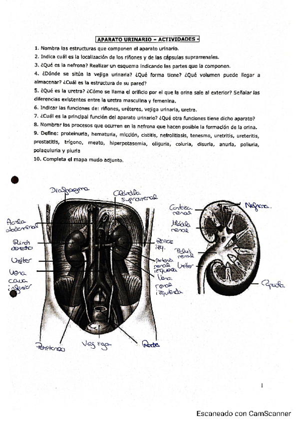 Miniatura del documento Actividades sobre el Aparato Urinario.pdf