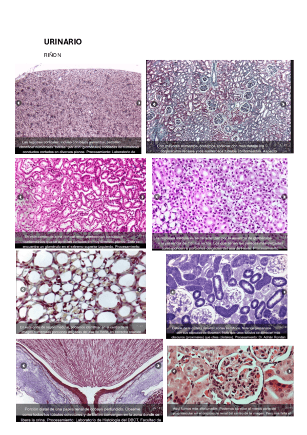 Miniatura del documento URINARIO.pdf