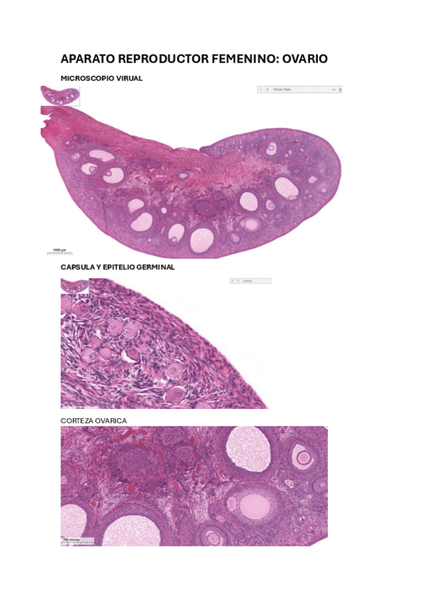 Miniatura del documento APARATO-REPRODUCTOR-FEMENINO.-EXAMEN-PRACTICO.pdf