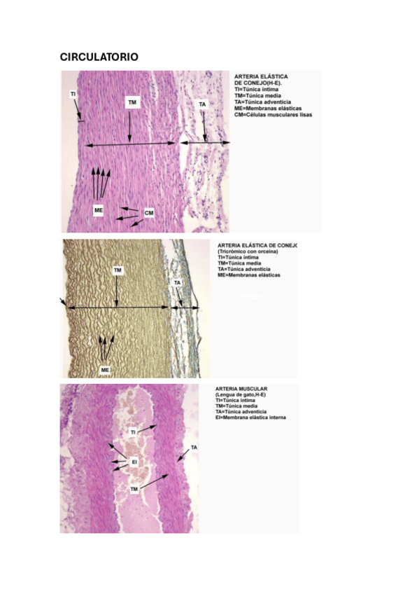 Miniatura del documento CIRCULATORIO.pdf