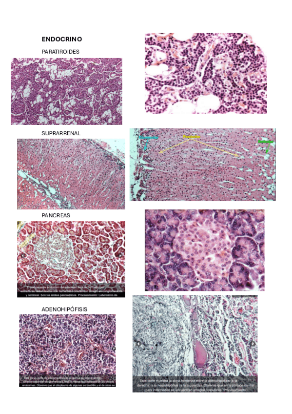 Miniatura del documento ENDOCRINO.pdf