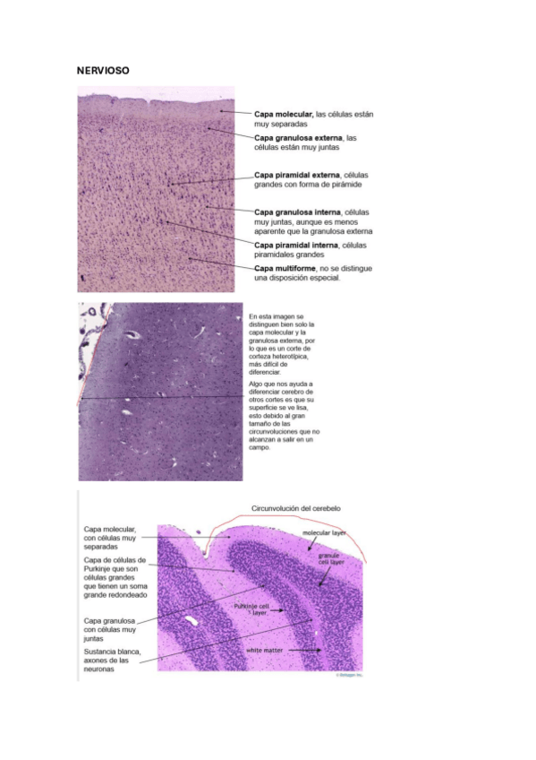 Miniatura del documento NERVIOSO-Y-AUTOEVALUACION.pdf
