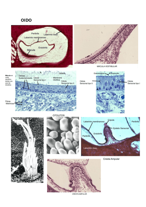 Miniatura del documento OIDO.pdf