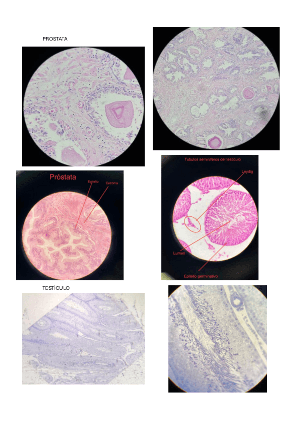 Miniatura del documento REPRODUCTOR-MASCULINO-Y-REPASO-REPRODUCTOR.pdf