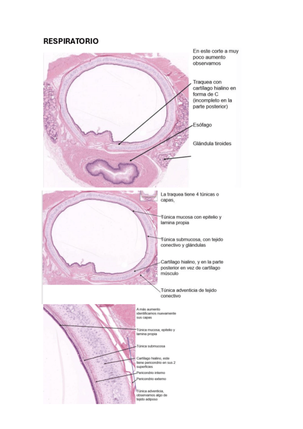 Miniatura del documento RESPIRATORIO.pdf