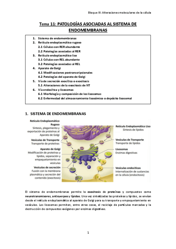 Miniatura del documento TEMA-11.-Patologias-asociadas-al-sistema-de-endomembranas.pdf