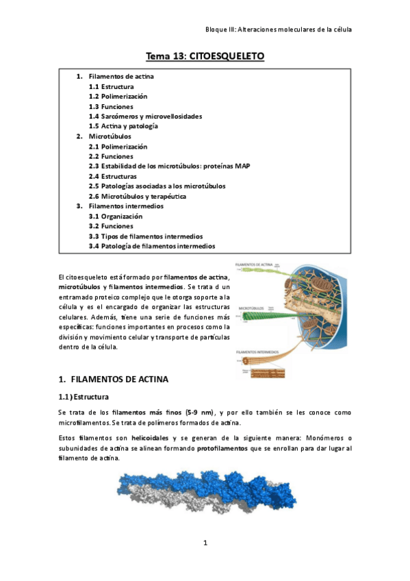 Miniatura del documento TEMA-13.-Citoesqueleto.pdf