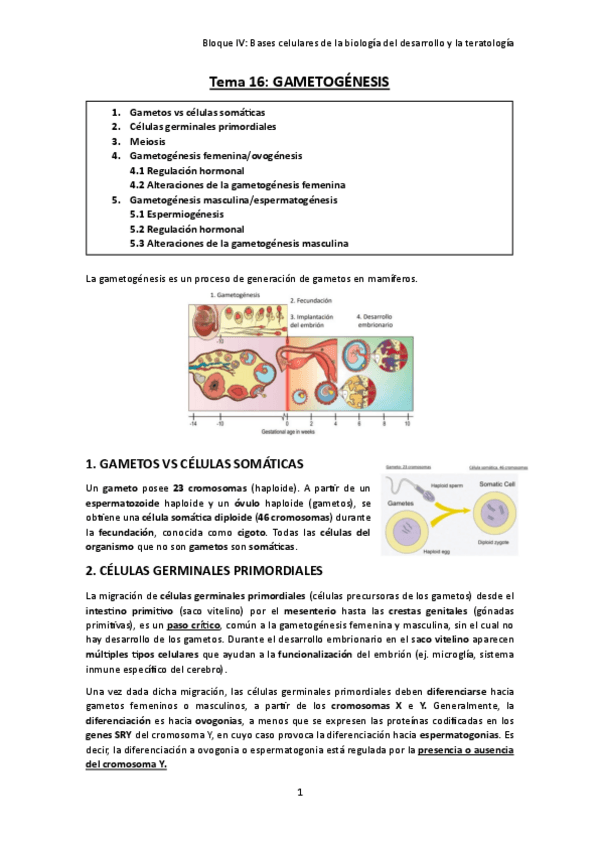 Miniatura del documento TEMA-16.-Gametogenesis.pdf