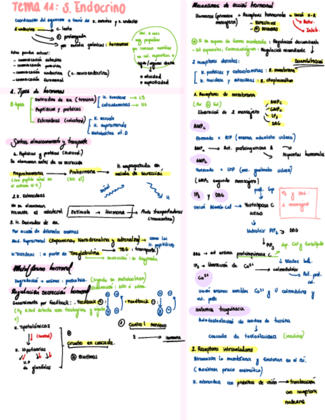 Miniatura del documento Esquema-T11-endocrino-y-reproductor.pdf
