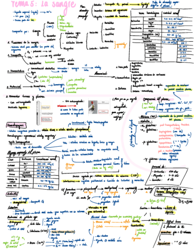 Miniatura del documento Esquema-T5-Sangre.pdf