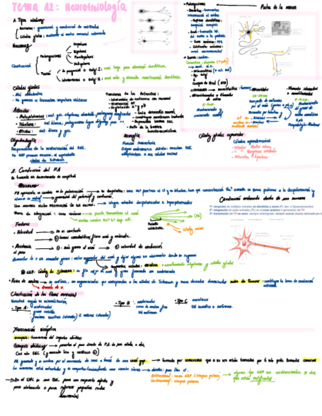 Miniatura del documento Esquema-T12-Neuro.pdf