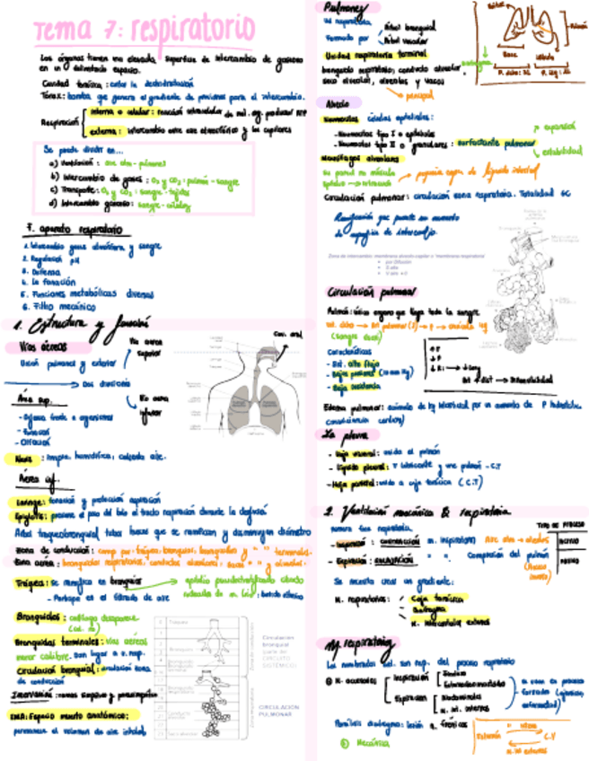 Miniatura del documento Esquema-T7-Respiratorio.pdf