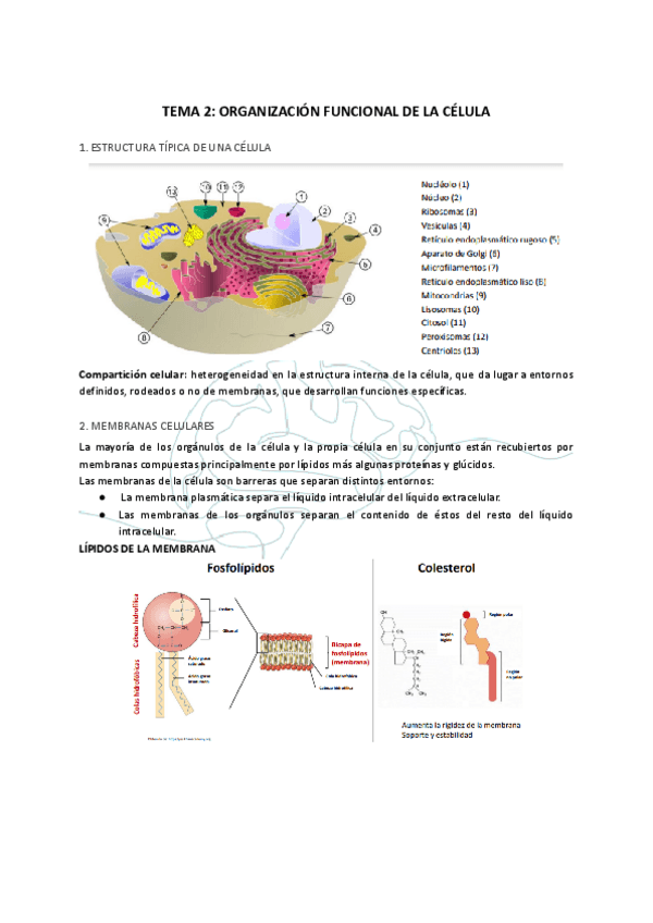 Miniatura del documento TEMA-2-ORGANIZACION-FUNCIONAL-DE-LA-CELULA.pdf