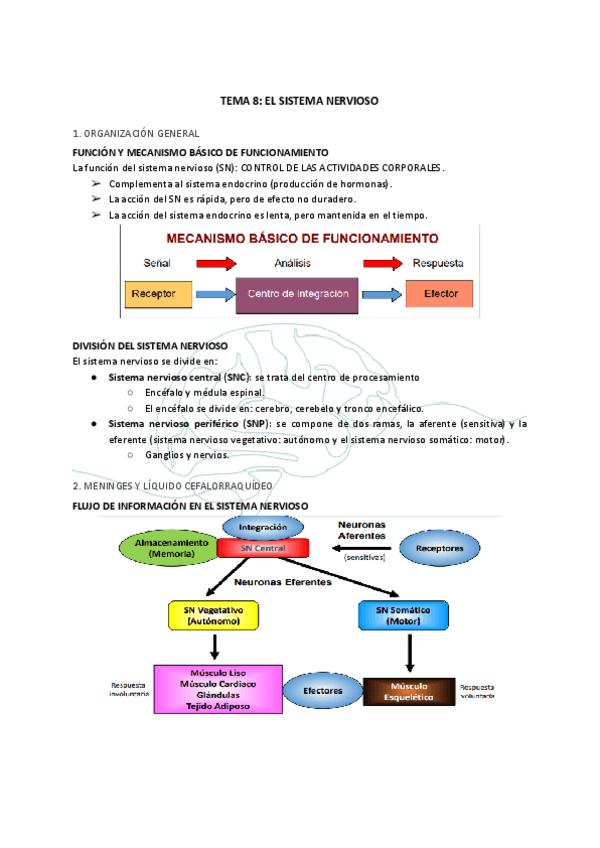 Miniatura del documento TEMA-8-EL-SISTEMA-NERVIOSO.pdf