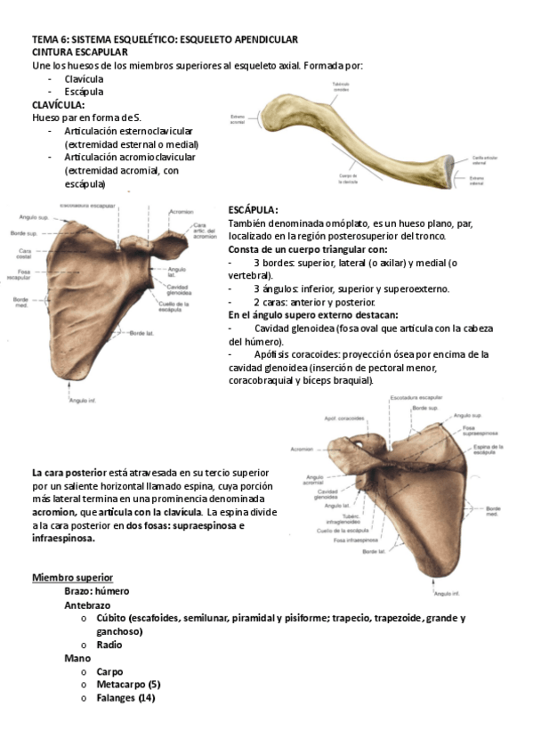 Miniatura del documento tema-6-anatomia-para-estudiar.pdf
