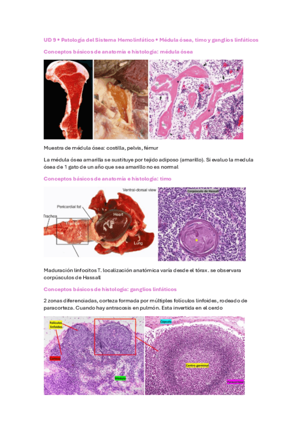 Miniatura del documento medula-osea-y-bazo.pdf