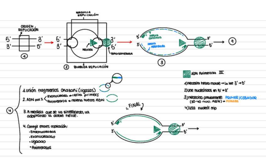 Miniatura del documento Biologia-Replicacion-dibujo.pdf
