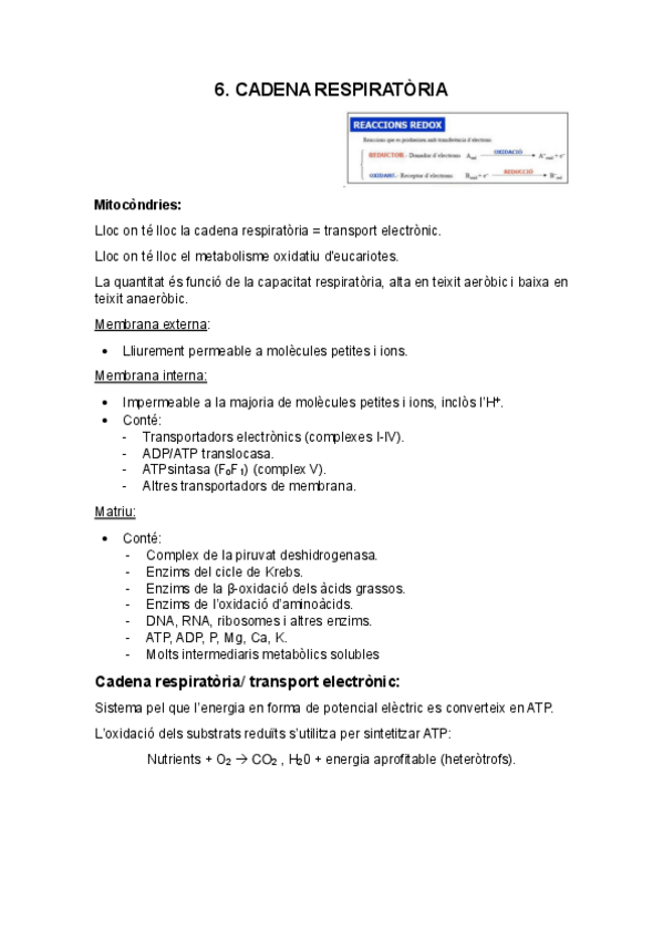 Miniatura del documento Apuntes-Bioquimica-Tema-6-Cadena-respiratòria.pdf