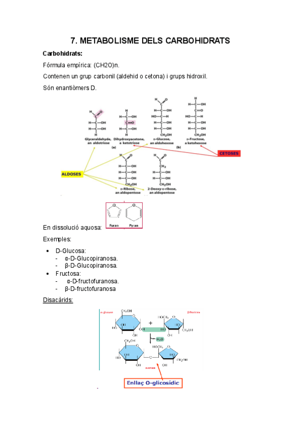 Miniatura del documento Apuntes-Bioquimica-Tema-7-Metabolisme-dels-carbohidrats.pdf