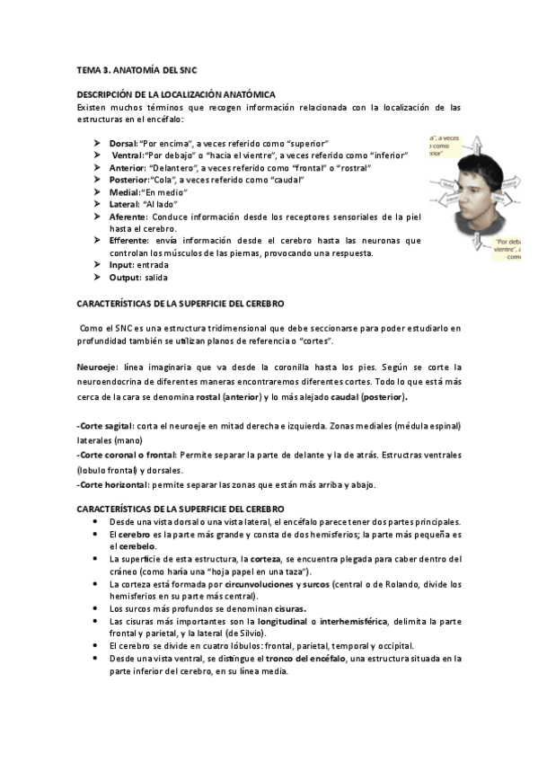 Miniatura del documento Tema-3.-Psicobiologia.pdf