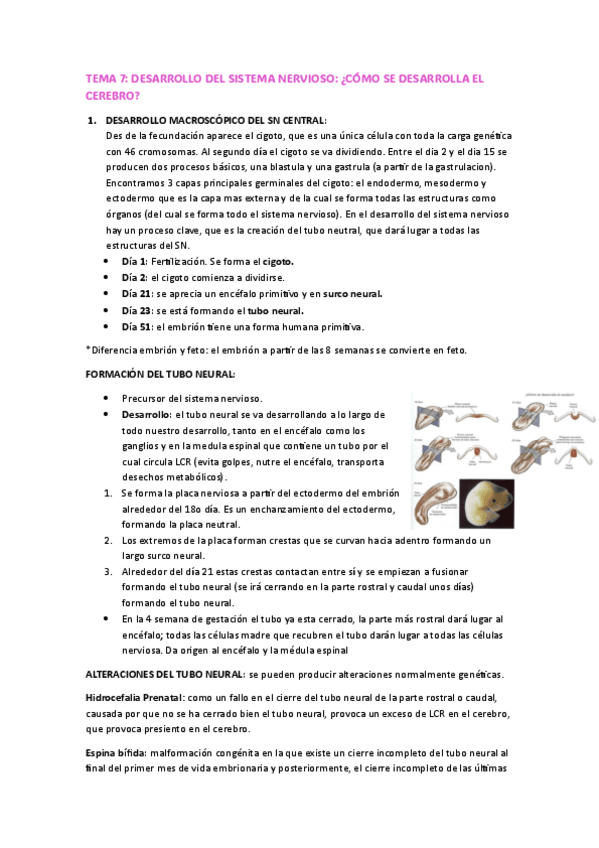 Miniatura del documento TEMA-7.-PSICOBIOLOGIA.pdf