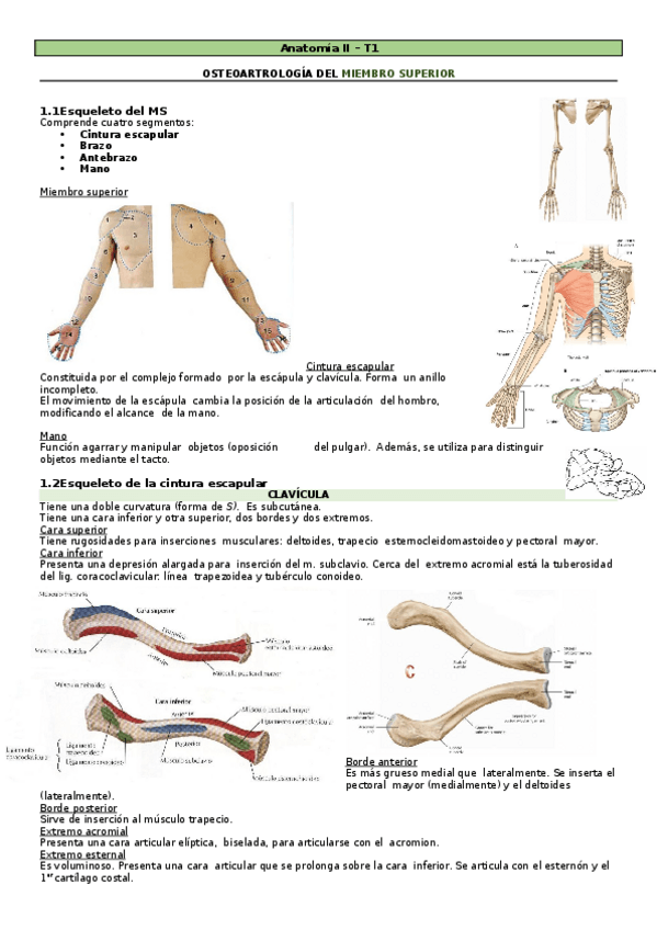 Miniatura del documento Anatomia-II-Miembro-Superior.docx