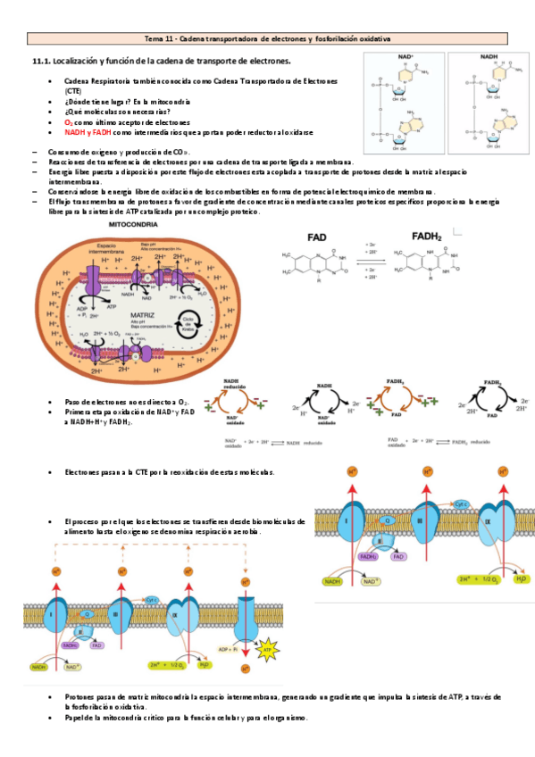 Miniatura del documento Tema-11-20-Bioquimica.pdf
