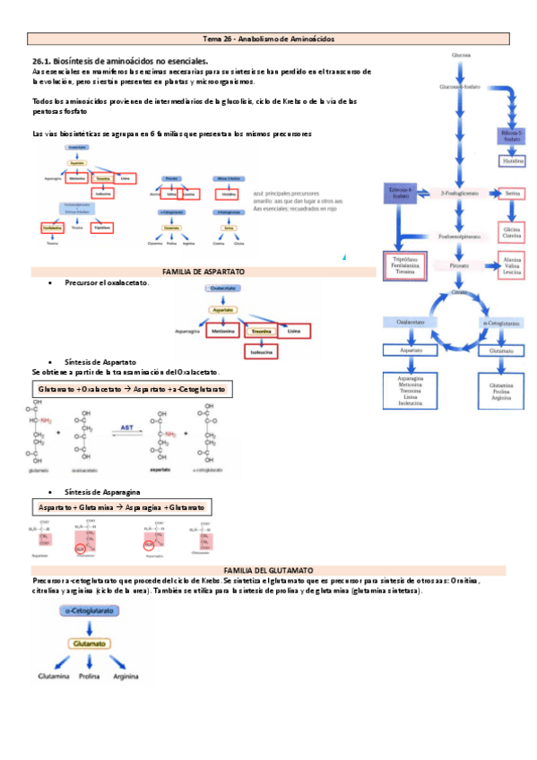Miniatura del documento Tema-26-30-Bioquimica.pdf
