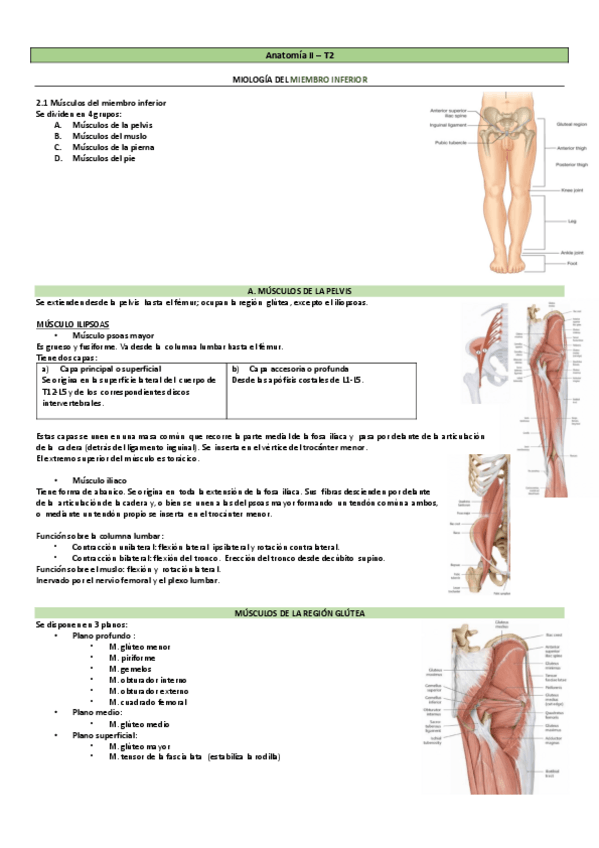 Miniatura del documento Miologia-Miembro-Inferior.-Con-TABLAS.-Anatomia-II..pdf
