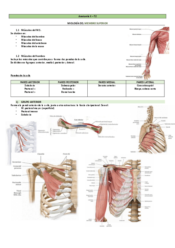 Miniatura del documento Miologia-Miembro-Superior.-Con-TABLAS.-Anatomia-II.pdf