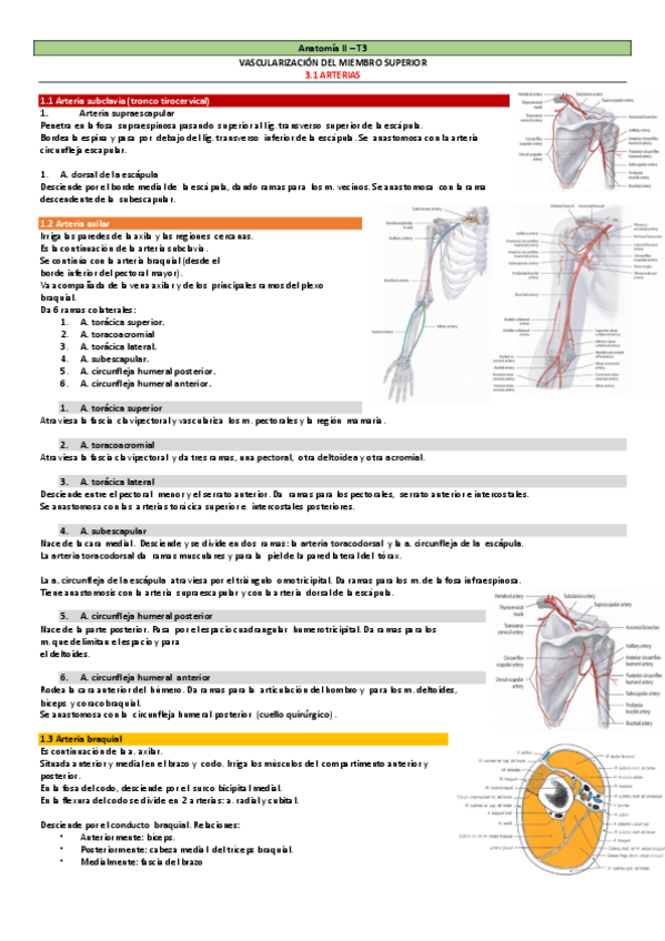 Miniatura del documento Vascularizacion-Miembro-Superior.-Con-TABLAS.-Anatomia-II.pdf