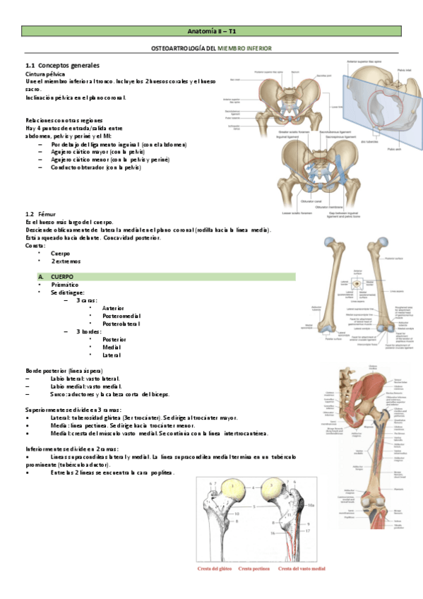 Miniatura del documento Osteoartrologia-Miembro-Inferior.-Con-TABLAS.-Anatomia-II.pdf
