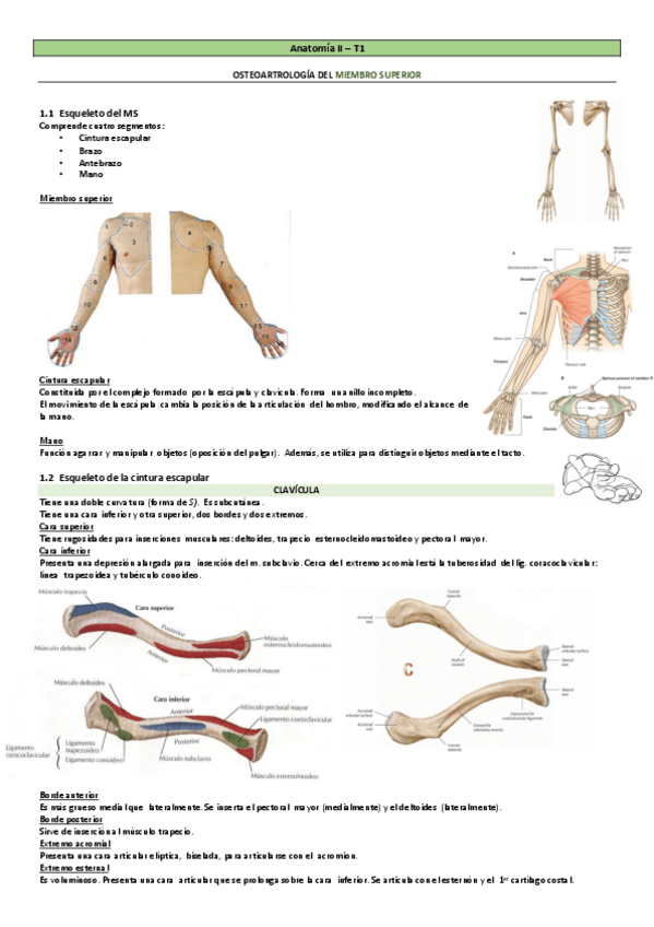 Miniatura del documento Osteoartrologia-Miembro-Superior.-Con-TABLAS.-Anatomia-II.pdf
