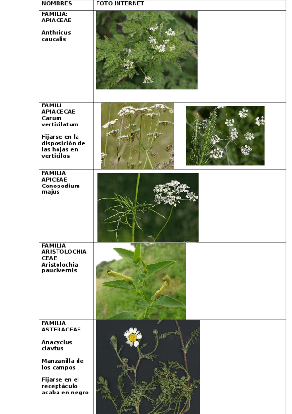 Miniatura del documento VISU-BOTANICA-2024-FOTOS.docx