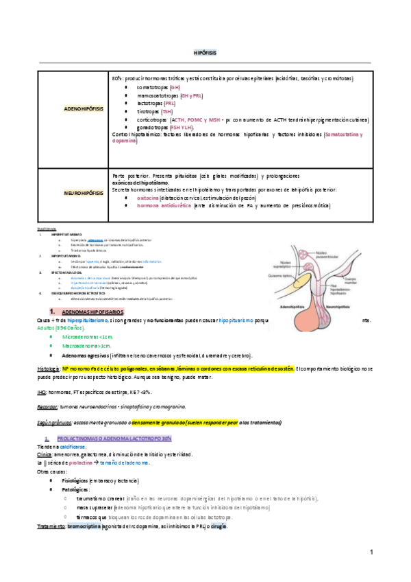 Miniatura del documento Hipofisis-y-Glandula-Suprearrenal-RESUMEN.pdf
