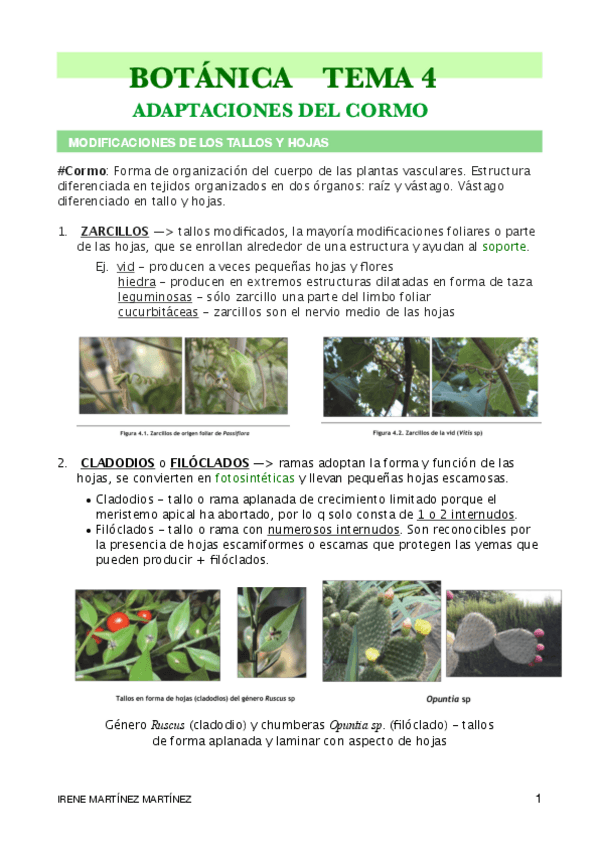 Miniatura del documento BOTÁNICA-TEMA4.pdf