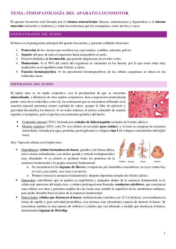 Miniatura del documento tema-fisiopatologia-del-aparato-locomotor-FPQ.pdf