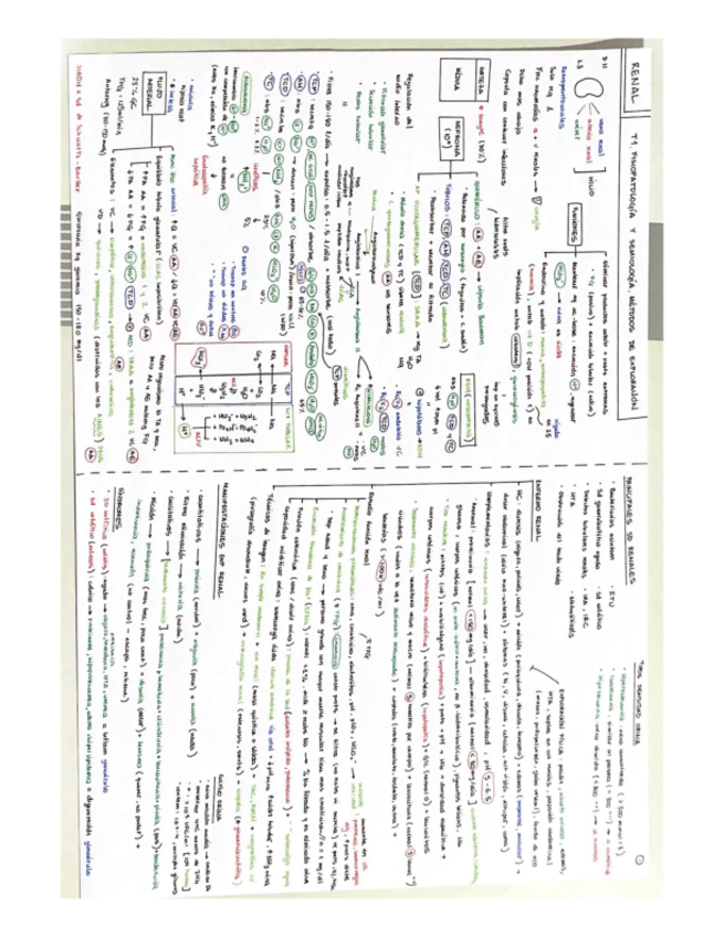 Miniatura del documento esquemas-bloque-V-renal-PG.pdf