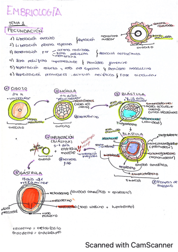 Miniatura del documento AF-II-resumen-global-para-ex-final.pdf