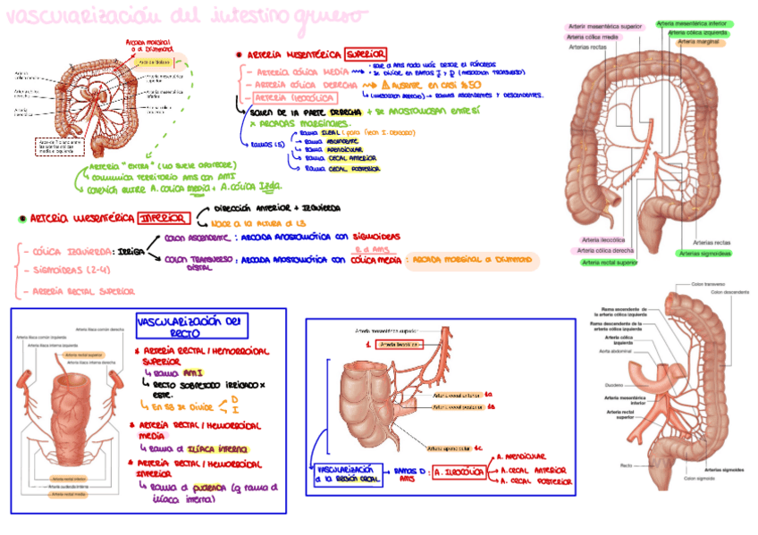 Miniatura del documento Vascularizacion-intestino-grueso.pdf