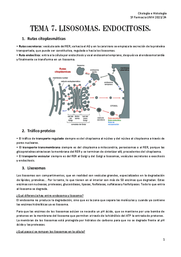 Miniatura del documento TEMA-7.-LISOSOMAS.-ENDOCITOSIS.pdf