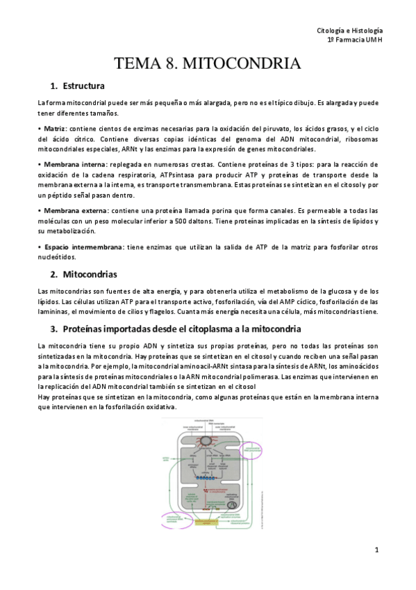 Miniatura del documento TEMA-8.-MITOCONDRIA-CH.pdf