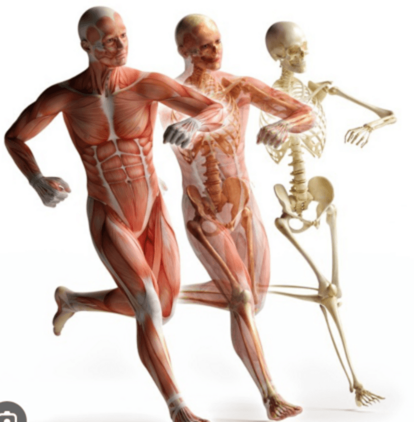 Miniatura del documento Osteologia-y-artrologia-2o-parcial.pdf