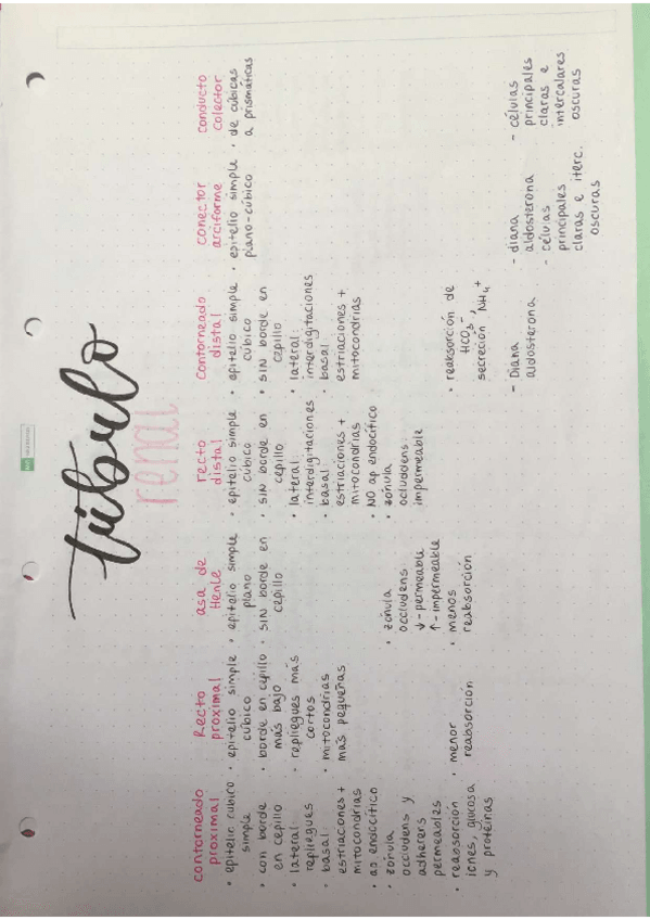 Miniatura del documento organo-renal-resumenes.pdf